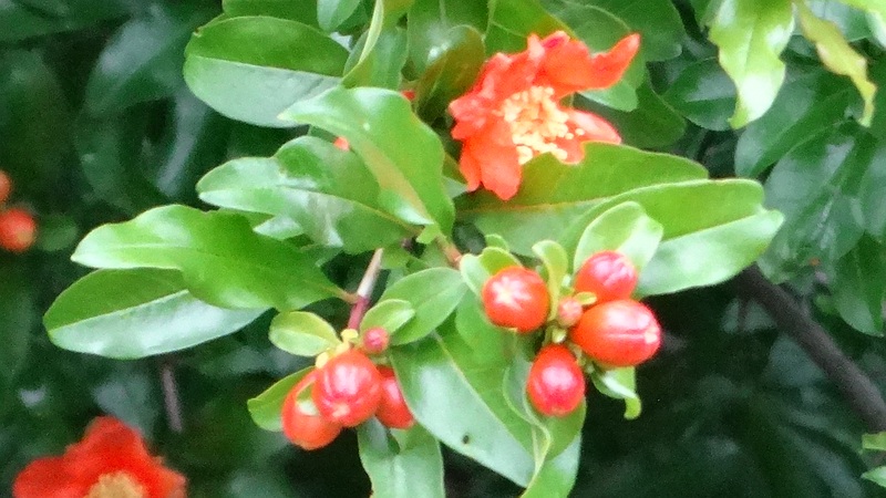 ザクロの花 川崎市幸区さいわいふるさと公園