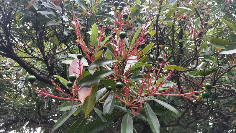 タブノキの若い果実 川崎市幸区さいわいふるさと公園