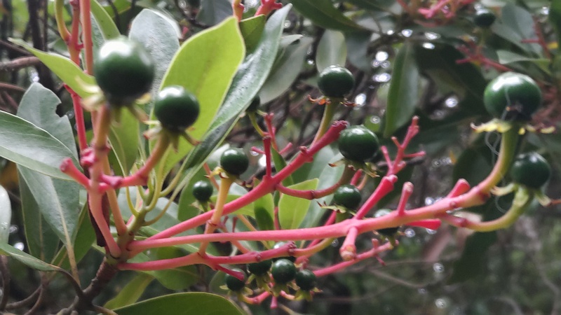 タブノキの若い果実 川崎市幸区さいわいふるさと公園