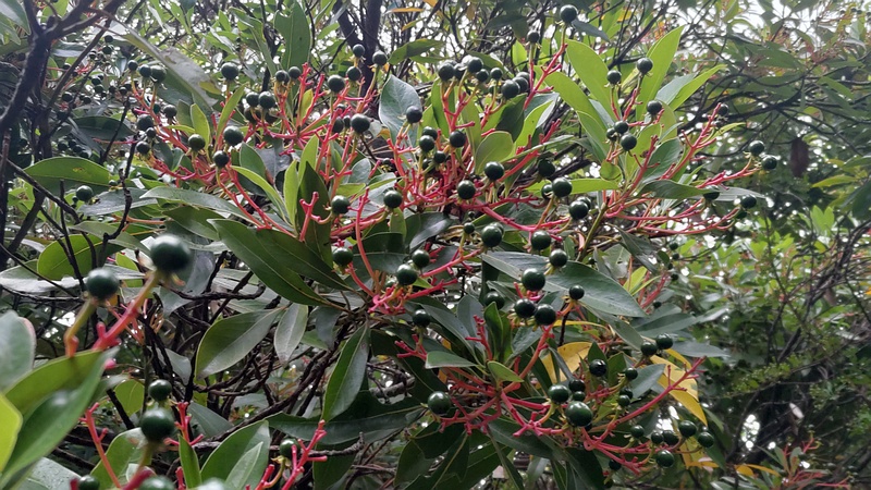 タブノキの若い果実 川崎市幸区さいわいふるさと公園