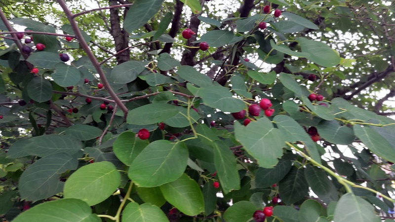 アメリカザイフリボクの果実 川崎市幸区創造のもり