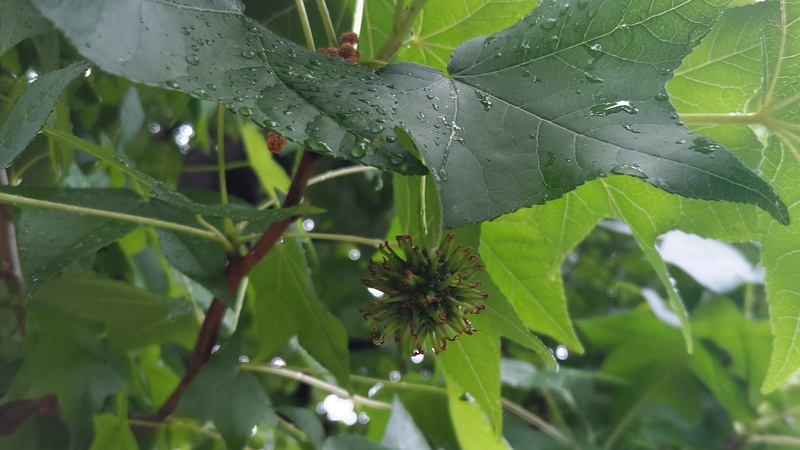 モミジバフウの雌花 川崎市幸区創造のもり