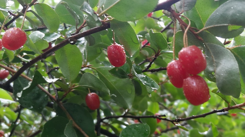 ナツグミの果実 川崎市幸区さいわいふるさと公園