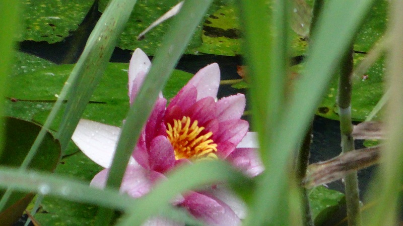 スイレンの花 川崎市幸区さいわいふるさと公園