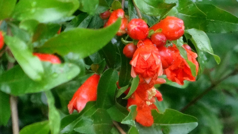 ザクロの花 川崎市幸区さいわいふるさと公園
