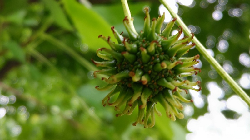 モミジバフウの雌花 川崎市幸区創造のもり