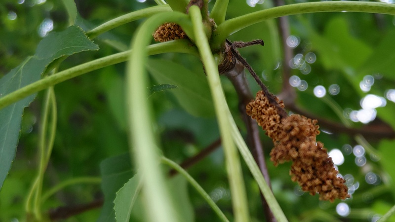モミジバフウの雄花 川崎市幸区創造のもり