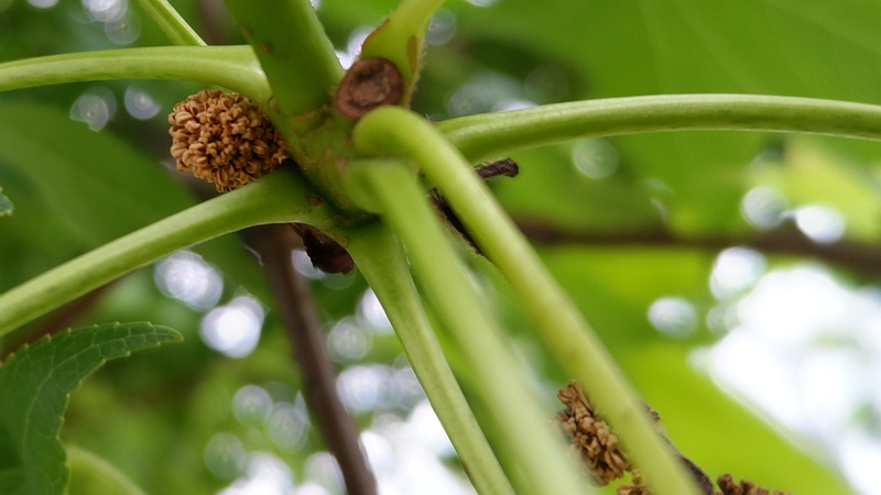 モミジバフウの雄花 川崎市幸区創造のもり