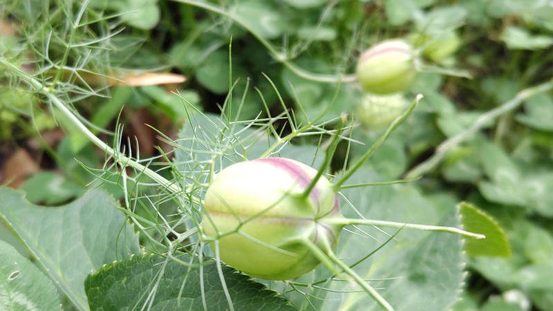 クロタネソウの袋果 川崎市幸区さいわいふるさと公園