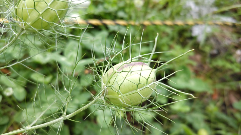 クロタネソウの袋果 川崎市幸区さいわいふるさと公園
