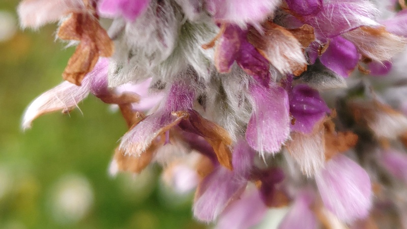 ワタチョロギの花 川崎市幸区