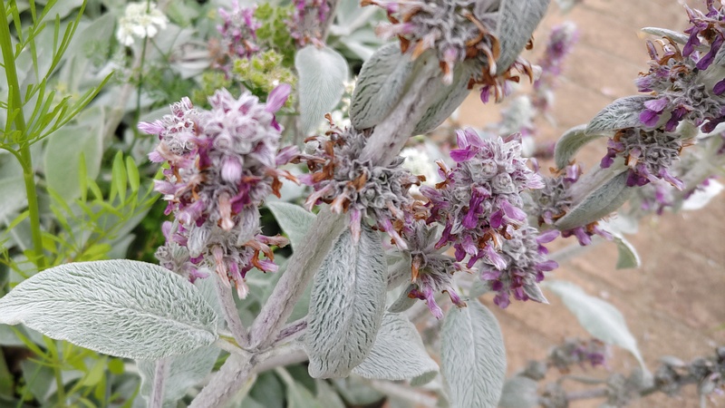 ワタチョロギの花 川崎市幸区