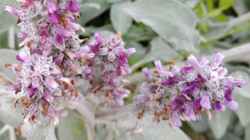 ワタチョロギの花 川崎市幸区