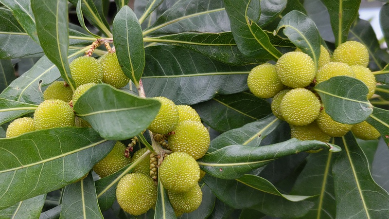 ヤマモモの若い果実 川崎市幸区