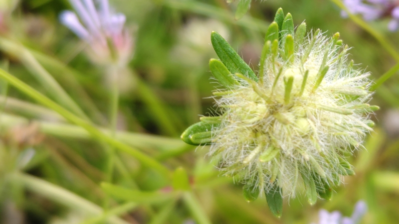 タマクルマバソウの若い果実 川崎市幸区さいわいふるさと公園