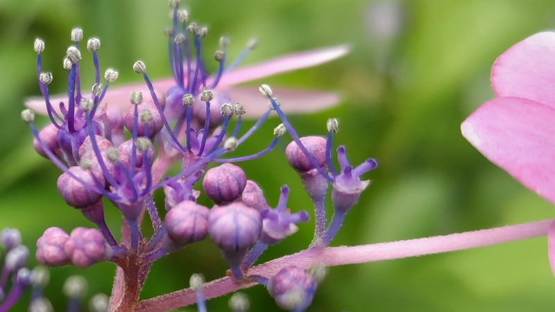 アジサイの花 川崎市幸区さいわいふるさと公園