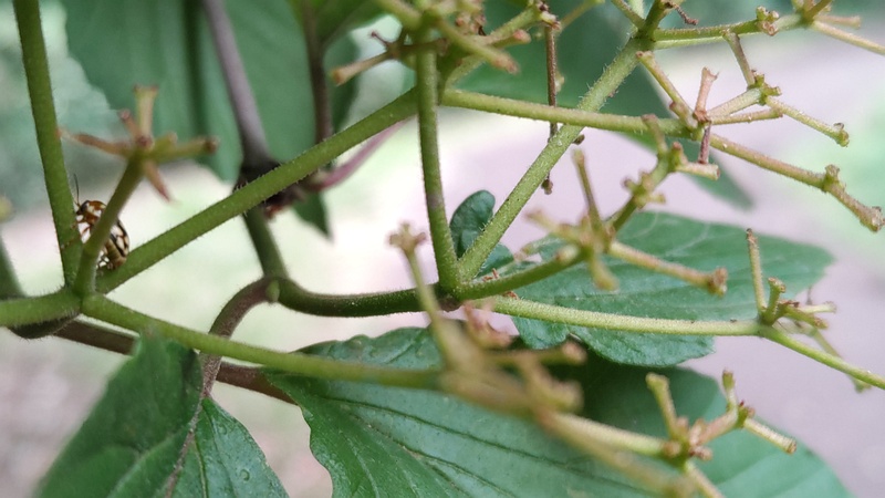 ガマズミの花後とキボシツツハムシ 川崎市幸区さいわいふるさと公園