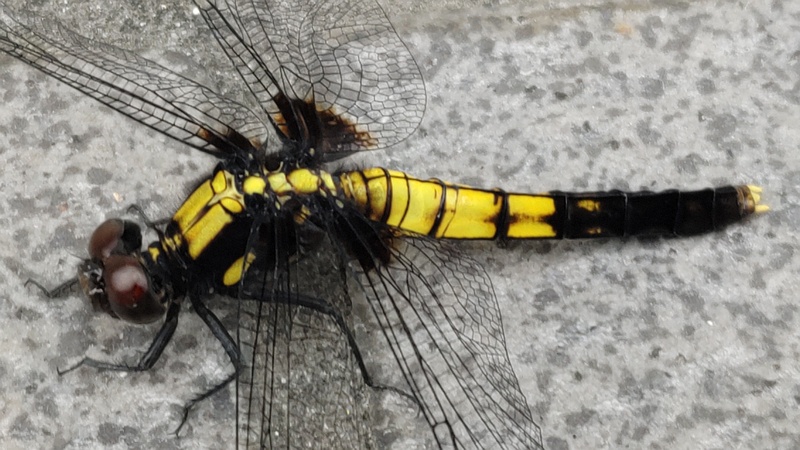 オオシオカラトンボ♀ 横浜市旭区中希望が丘