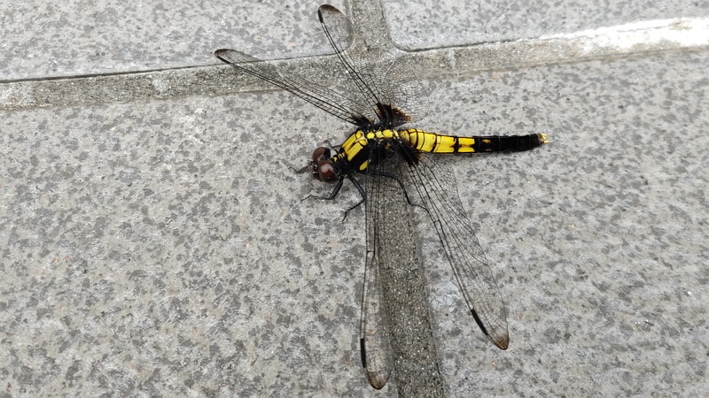 オオシオカラトンボ♀ 横浜市旭区中希望が丘