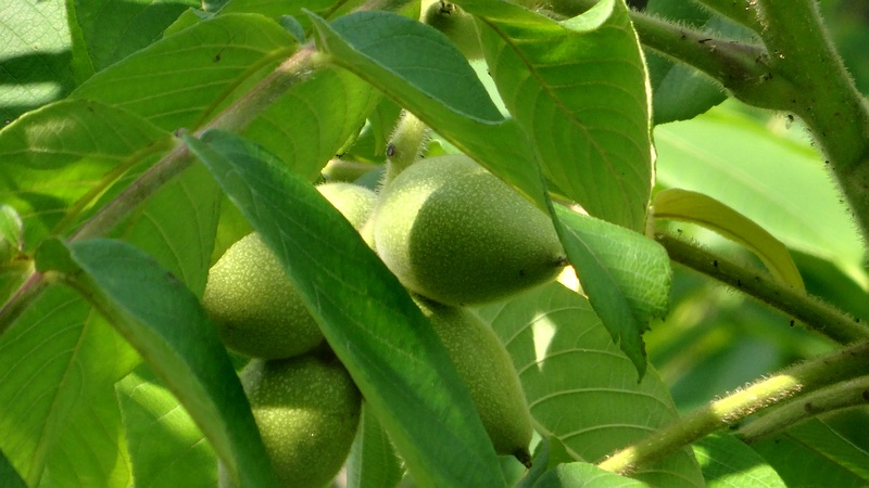 オニグルミの若い果実 横浜市旭区今宿南町