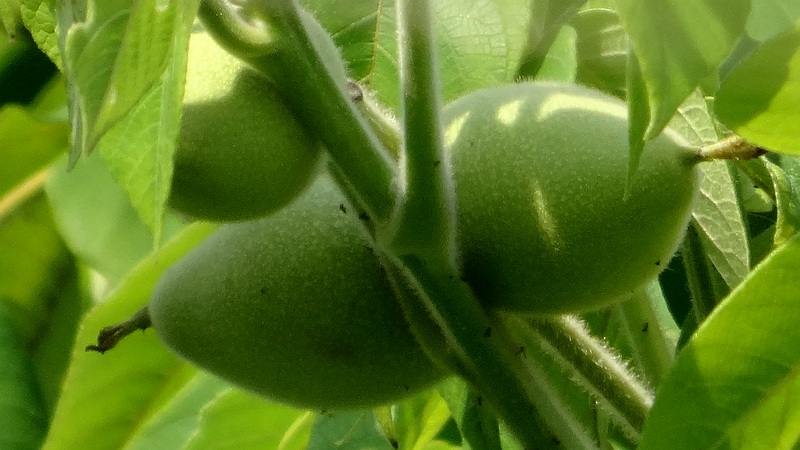 オニグルミの若い果実 横浜市旭区今宿南町