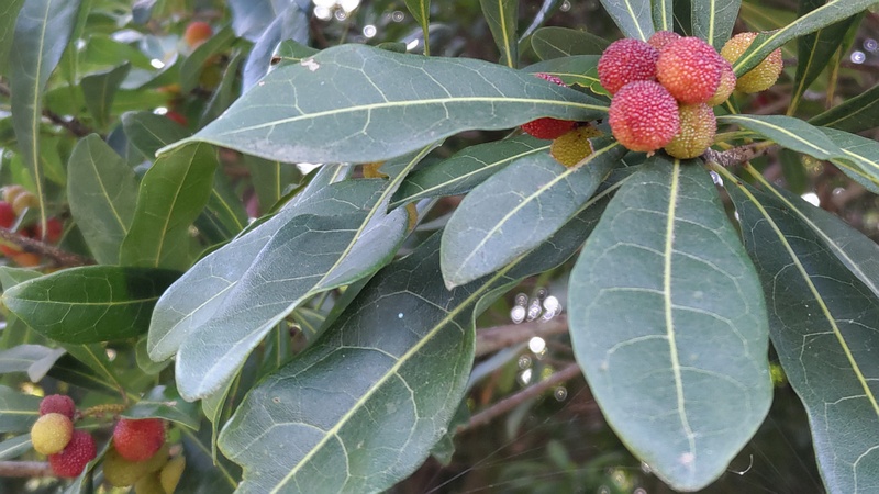 ヤマモモの果実 横浜市旭区今宿東町