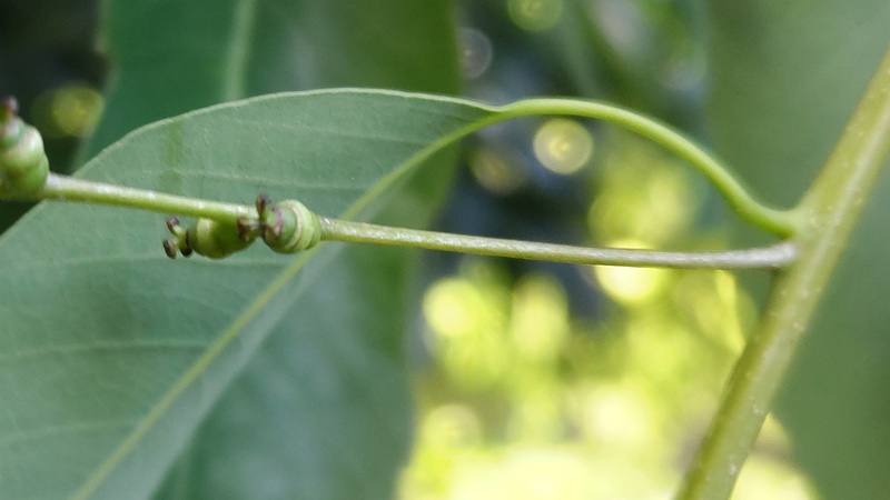 シラカシの若い果実 横浜市旭区今宿東町
