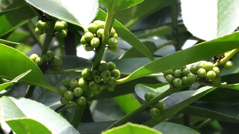 タラヨウの若い果実 横浜市旭区今宿東町