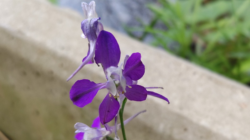 ヒエンソウの花 横浜市旭区今宿東町