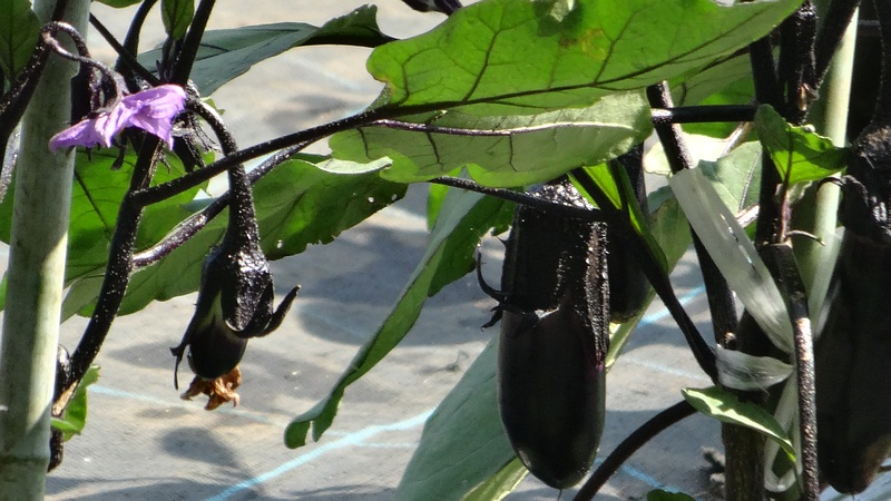 ナス 横浜市旭区今川町