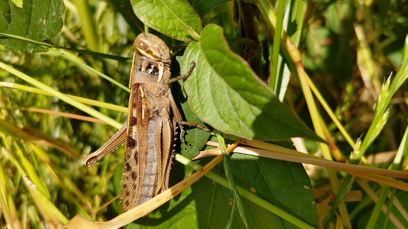 ツチイナゴ 横浜市旭区今川町