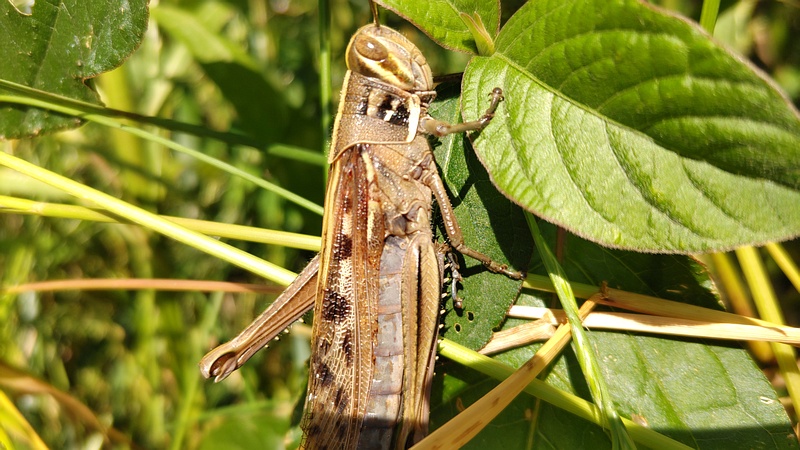 ツチイナゴ 横浜市旭区今川町