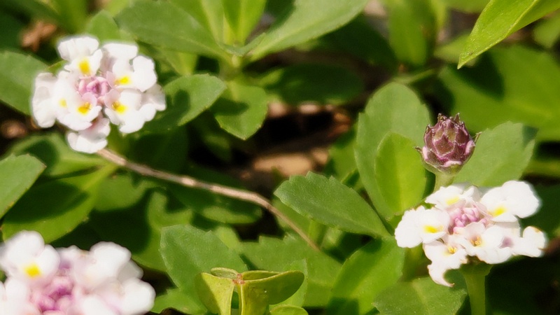 ヒメイワダレソウの花 横浜市旭区鶴ヶ峰本町
