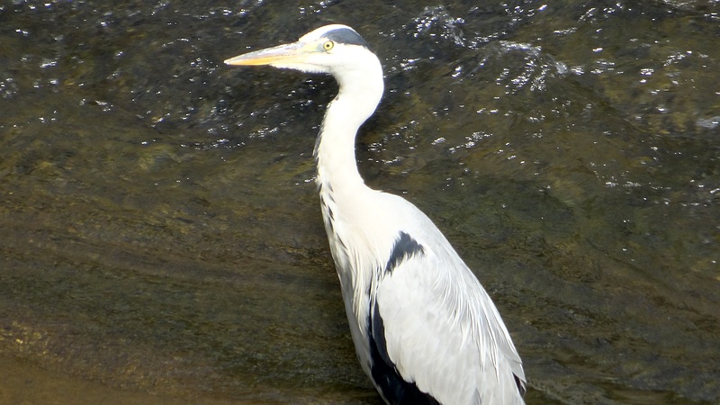 アオサギ 横浜市旭区鶴ヶ峰本町