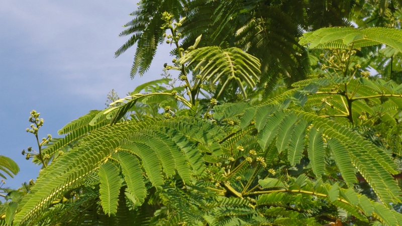 ネムノキの蕾 横浜市旭区鶴ヶ峰