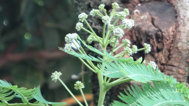 ネムノキの蕾 横浜市旭区鶴ヶ峰