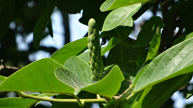 ハクモクレンの花後 横浜市旭区鶴ヶ峰