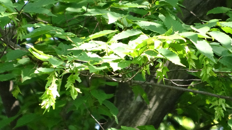 アカシデの果穂 横浜市旭区帷子川親水緑道