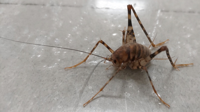 クラズミウマ♂ 川崎市幸区