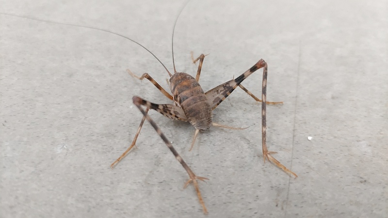 クラズミウマ♂ 川崎市幸区