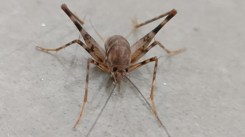 クラズミウマ♂ 川崎市幸区