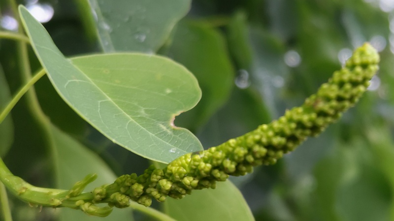 ナンキンハゼの蕾 川崎市幸区さいわいふるさと公園