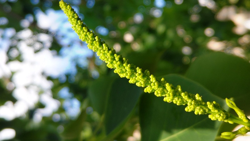 ナンキンハゼの蕾 川崎市幸区さいわいふるさと公園
