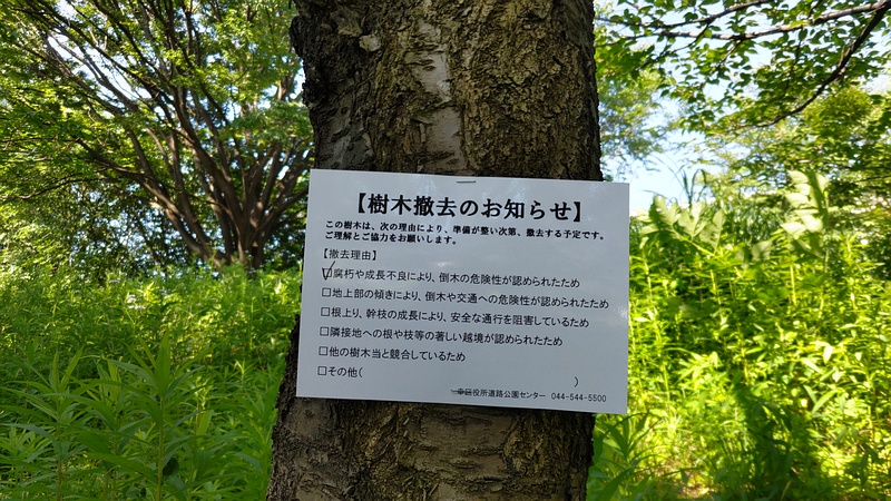 オオシマザクラの除伐 川崎市幸区さいわいふるさと公園