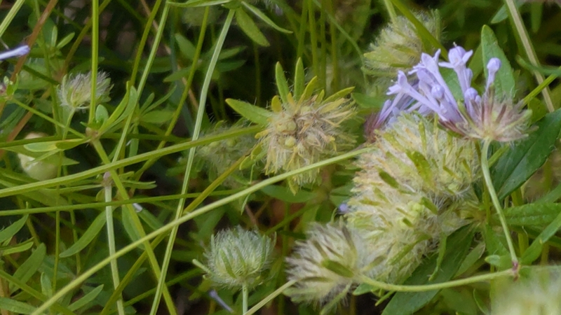 タマクルマバソウの若い果実 川崎市幸区さいわいふるさと公園
