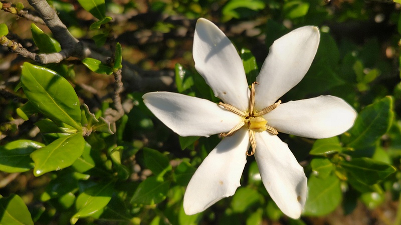 コクチナシの花 川崎市幸区