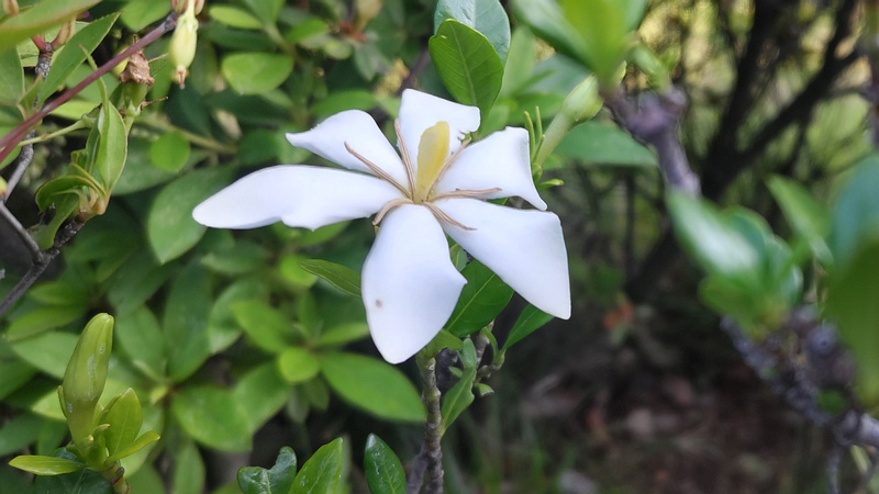 コクチナシの花 川崎市幸区