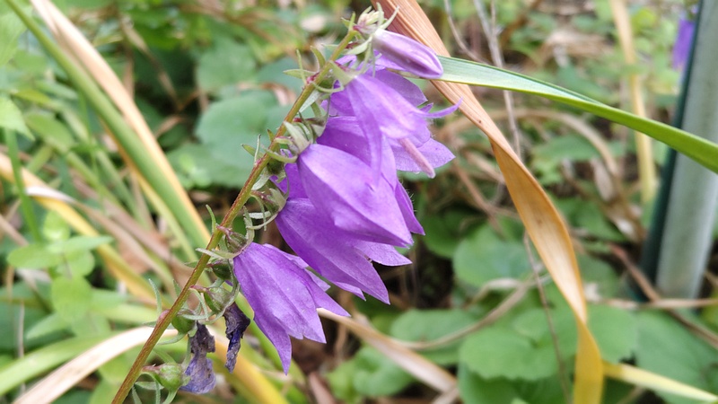 ハタザオギキョウの花 川崎市幸区創造のもり