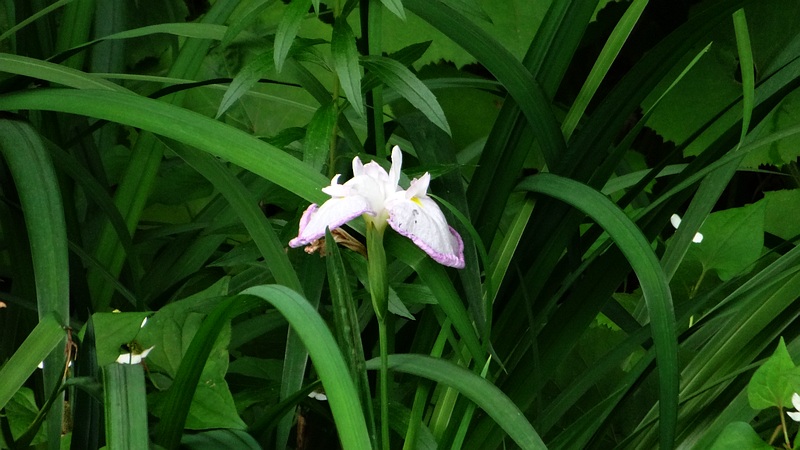 ショウブの花 川崎市幸区さいわいふるさと公園