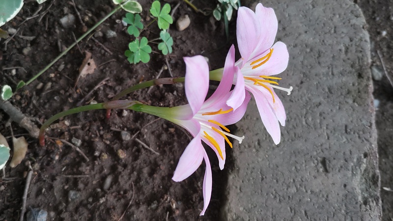 サフランモドキの花 川崎市幸区さいわいふるさと公園